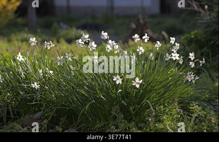 Gruppe weißer Narzissen mit gelben Zentren, die im Garten blühen, mit mehreren Blüten pro Stamm und grünen Blättern unter natürlichem Tageslicht. 2026 Stockfoto