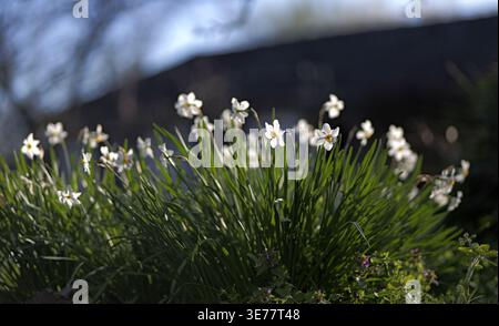Gruppe weißer Narzissen mit gelben Zentren, die im Garten blühen, mit mehreren Blüten pro Stamm und grünen Blättern unter natürlichem Tageslicht. 2026 Stockfoto