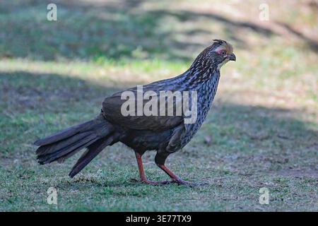 Waldhuhn (Dendrortyx leucophrys) auf dem Boden, Provinz San Jose, Costa Rica Stockfoto