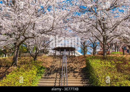 Landschaft des Joyama Parks in Nagono City, Shinetsu, Japan im Frühling Stockfoto