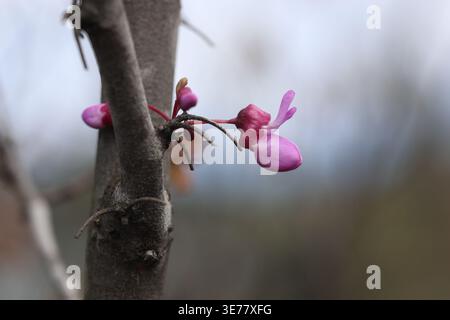 Blüten von Cercis siliquastrum (Judas-Baum) im Frühjahr Stockfoto