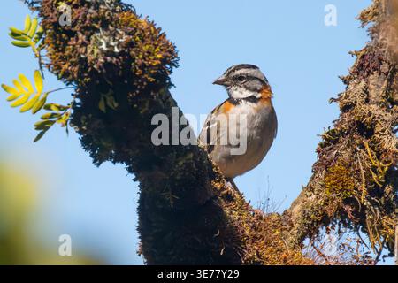 Sperling mit Rufenkragen (Zonotrichia capensis) auf einem Baum, Paraiso Quetzal Lodge, Provinz San Jose, Costa Rica Stockfoto