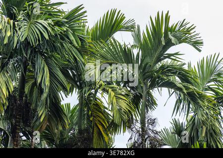 Leuchtende, üppige grüne Palmenfronten vor einem hellen Himmel, symbolisieren tropisches Paradies und natürliche Schönheit. Berglandschaft in der Nähe der Stadt Ella in Sri Lanka Stockfoto