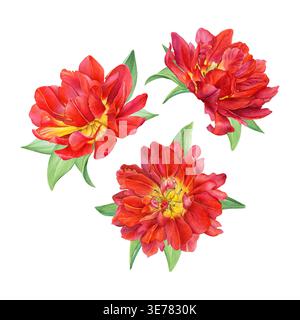 Aquarellset aus roten Doppeltulpen mit grünen Blättern isoliert auf weiß. Geeignet für Drucke, Einladungen, Branding, Verpackung und Blumendesign. Stockfoto