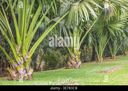 Peradeniya, Royal Botanic Gardens in der Nähe von Kandy in Sri Lanka. Üppige tropische Palmen stehen hoch auf einem gepflegten grünen Rasen und schaffen eine ruhige und ruhige Atmosphäre Stockfoto