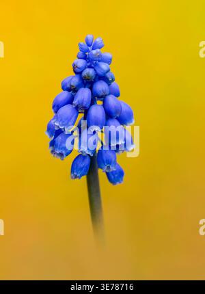 Eine wunderschöne einsame Trauben-Hyazinth-Blume (Muscari), fotografiert vor einem Hintergrund aus unscharfen orangen und gelben Tulpen Stockfoto
