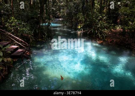 Kristallklares türkisfarbenes Wasser des Kali Biru Flusses fließt durch dichten tropischen Dschungel in Raja Ampat, West Papua, Indonesien Stockfoto