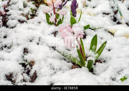 Zarte rosa und violette Hyazinthen blühen inmitten einer überraschenden Schneedecke und zeigen die unvorhersehbare Natur des Frühlingswetters Stockfoto