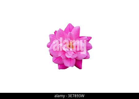 Rosafarbene Rosen mit vielen ordentlich angeordneten Blütenblättern und einer hellgelben Mitte auf einem massiven weißen Hintergrund Stockfoto