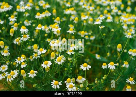 Blühende Kamille Matricaria chamomilla Blüten auf der Wiese, weiße Blüten und gelbe Zentren, Heilpflanzen, Sommerfeld, natürlicher floraler Hintergrund Stockfoto