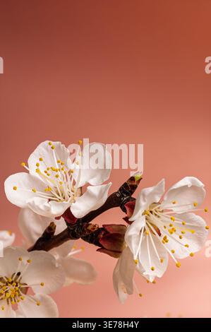 Nahaufnahme weißer Aprikosenblüten mit gelben Staubblättern Stockfoto