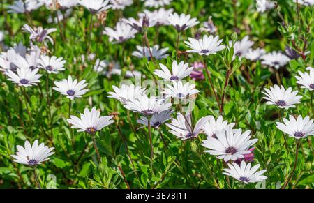 Ein wunderschönes Feld weißer afrikanischer Gänseblümchen mit dunkelvioletten Zentren, die in einem üppig grünen Garten unter hellem Sonnenlicht blühen Stockfoto