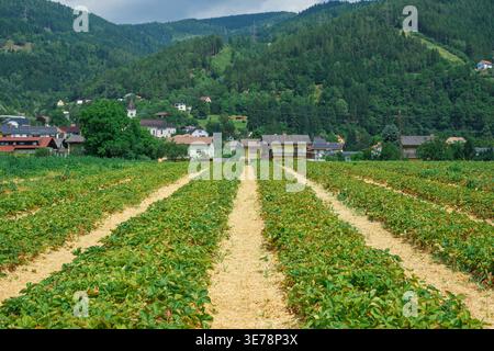 Breite Erdbeerplantage Fragaria anananassa mit Reihen und Dorf, ländliche Landschaft, Landwirtschaft, Beerenanbau, grüne Hügel und Waldhintergrund Stockfoto