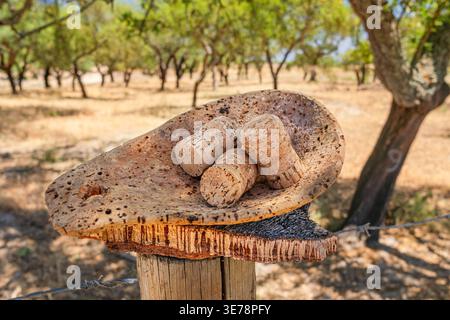 Korken auf dem Stück Korkbaumrinde Nahaufnahme. Kork-Eiche-Obstgarten im Hintergrund. Stockfoto