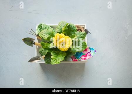 Gartenarbeit Hintergrund mit gelben Gerbera, Gartenarbeit, Maut- und Garten Blumen Pflanzen in Feld auf grauem Beton Hintergrund. Ansicht von oben. Stockfoto