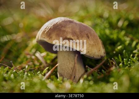 Nahaufnahme von großen Stachelpilzen, die im Sonnenlicht des Waldes wachsen Stockfoto