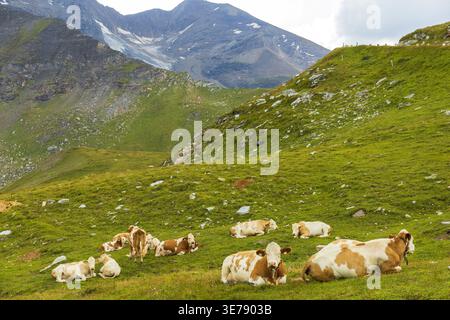 Rinderherde auf grüner Almweide in österreichischen Bergen. Stockfoto