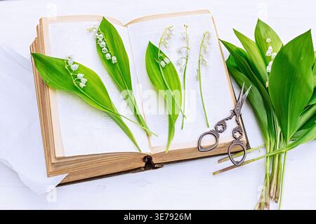 Frische Maiglöckchen und leuchtend grüne Blätter in einem offenen Kräuterbuch. Botanische Probenvorbereitung, die die Schönheit von widerspiegelt Stockfoto