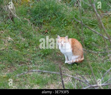 Schöne rote Katze draußen, die im Gras sitzt und den Betrachter anstarrt. Hochwertige Fotos Stockfoto