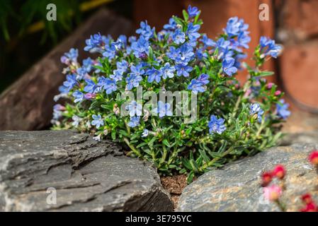 Leuchtend blaue Blumen blühen hell zwischen dunklen, strukturierten Felsen und schaffen eine bezaubernde Gartenausstellung. Stockfoto