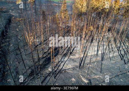 Umweltzerstörung durch einen Waldbrand in einer Waldplantage. Stockfoto