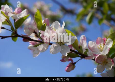 Weiße Blüte am Baum während der Frühlingssaison. Blühender Baum mit weißen Blütenblättern Stockfoto