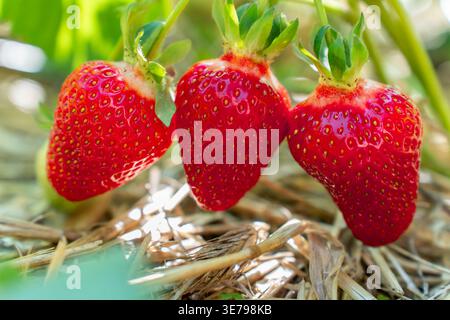 Frische Erdbeeren, die in einem ländlichen Garten ohne Menschen wachsen. Die Komposition betont den Kopierraum, den natürlichen Wachstumsprozess und die Wichtigkeit Stockfoto