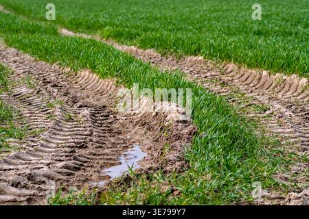 Radspuren und Markierungen für landwirtschaftliche Traktoren tief im Schlamm eines Ackerfeldes. Selektiver Fokus und Bokeh Stockfoto