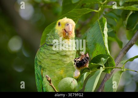 Gelbköpfiger amazonas-Papagei, der beim Füttern eine Walnuss im Fuß hält, mit kleinen Nussstücken bedeckt. Stockfoto