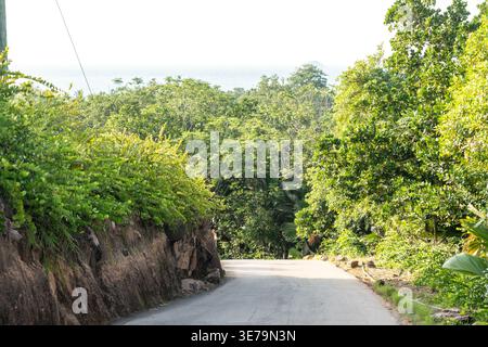 Tropische Straße durch dichtes Grün in Richtung Anse Lazio Strand auf den Seychellen, umgeben von Wald und üppiger Vegetation Stockfoto
