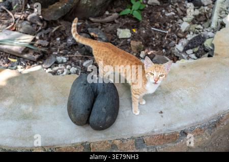 Streunende Ingwerkatze neben einem großen Coco de Mer Nuss im Fond Ferdinand Nature Reserve auf den Seychellen Stockfoto