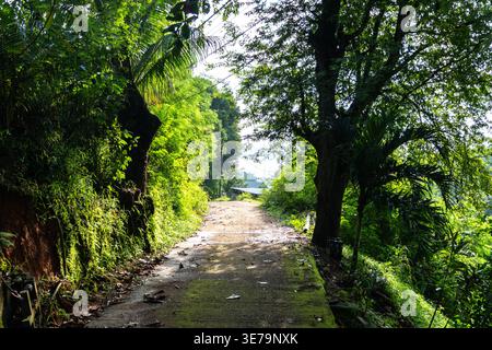 Ländliche Straße durch den tropischen Dschungel auf der Insel Praslin auf den Seychellen, die zu lokalen Häusern führt, umgeben von üppigem Grün, Sonnenlicht, natürlicher Vegetation, Stockfoto