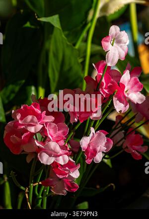 Rosafarbene Rosen wachsen in einem Innenbereich Stockfoto