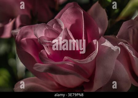 Rosafarbene Rosen wachsen in einem Innenbereich Stockfoto