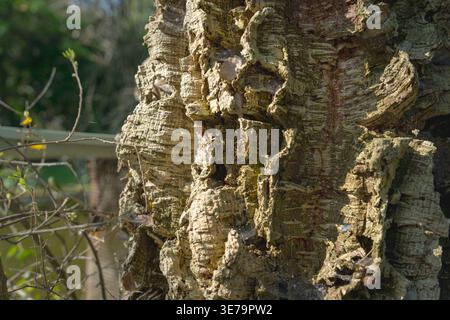 Nahaufnahme der Korkeiche, Quercus Suber Tree, der zur Herstellung von Weinflaschenverschlüssen und Kork verwendet wurde Stockfoto