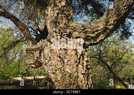 Nahaufnahme der Korkeiche, Quercus Suber Tree, der zur Herstellung von Weinflaschenverschlüssen und Kork verwendet wurde Stockfoto