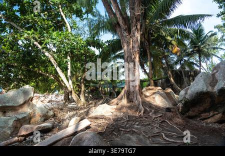 Großer Baum mit exponierten Wurzeln, der entlang eines zerklüfteten Weges in einem tropischen Wald auf La Digue Island, Seychellen, wächst, umgeben von Palmen, Felsen und d Stockfoto