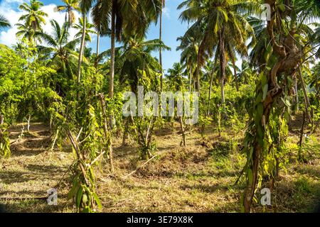 Vanilleanbau unter hohen Kokospalmen auf einer tropischen Plantage auf den Seychellen mit grünen Rebstöcken Stockfoto
