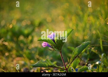Nahaufnahme von Ruellia tuberosa lila Blume, tropische mexikanische Blauglockenblüte mit natürlichem Sonnenlicht und Bokeh Hintergrund. Stockfoto