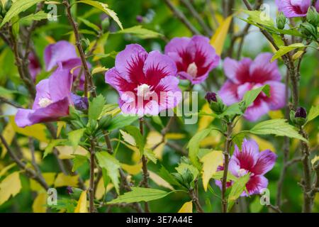 Hibiscus syriacus Gandini Santiago, Rose von Scharon Purple Pillar, malvenrosa Blüten, tiefroter Starburst in der Mitte Stockfoto