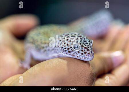 Leopardengecko auf Hand Nahaufnahme, exotisches Reptilientier, gepunktete Haut Detail, Eublepharis macularius, Tierhandhabung, Tierporträt Stockfoto