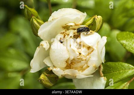 Nahaufnahme des Insekts auf weißer Pfingstrosenblüte mit Wassertropfen. Natürliche Makrofotografie. Stockfoto