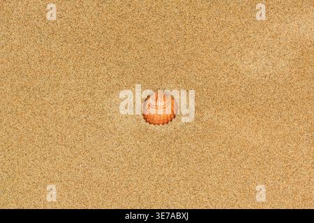 Minimalistische Szene einer einzelnen Muschel am glatten Sandstrand mit Textur, Einfachheit und natürlichen Details an der Küste. Stockfoto