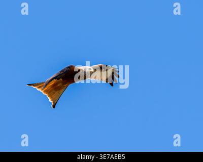 Ein roter Drachen, Milvus milvus, der gegen einen blauen Himmel schwingt. Stockfoto