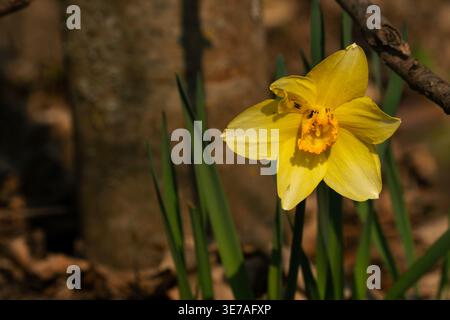 Gelbe Narzissen-Blüte im Frühlingssonnenlicht, Nahaufnahme im Naturgarten Stockfoto
