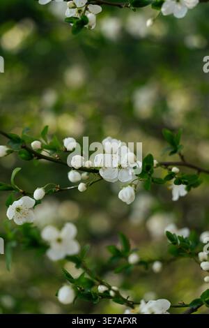 Weiße Frühlingsblüte auf Zweigen mit grünem Bokeh-Hintergrund, natürliches Blumenmuster Stockfoto