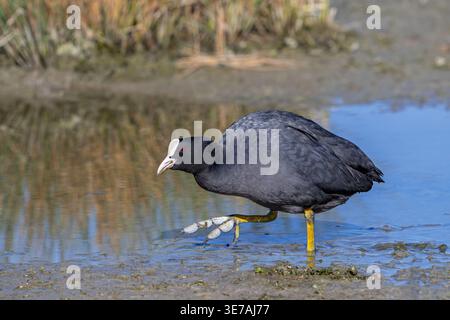 Eurasischer Huhn (Fulica atra) zeigt partielles Gurtband auf seinen langen, starken, gewebten Zehen, während er im Frühjahr am schlammigen Seeufer auf der Suche ist Stockfoto