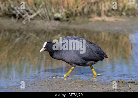Eurasischer Huhn (Fulica atra), der im Frühjahr am schlammigen Teichufer auf der Suche ist Stockfoto