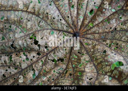 Perforierte und spröde trockene Blätter mit komplizierten Mustern wie natürlicher Spitze vor einem malerischen Hintergrund schaffen einen künstlerischen Look Stockfoto