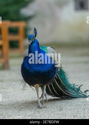 Ein hochwertiges Vollprofil-Bild eines gewöhnlichen Pfauzens (Pavo cristatus), der elegant auf grünem Gras in einem Park steht. Das Foto fängt perfekt das B ein Stockfoto
